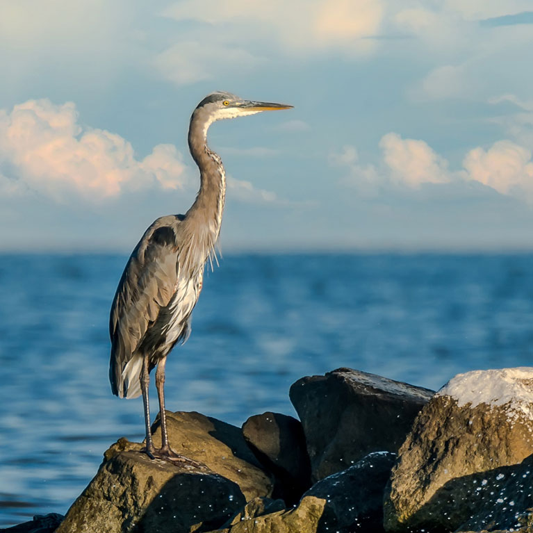 Great Blue Heron